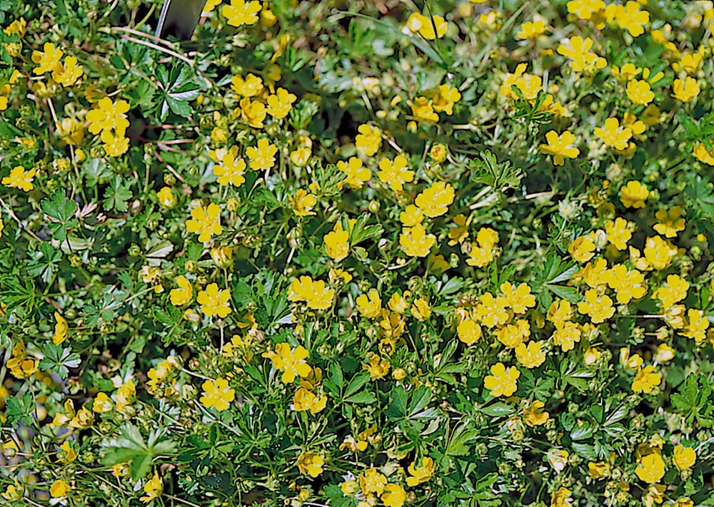 Potentilla Neumanni Nana Seeds - 1000 Count Perennial Flower Seeds Outdoor - Image 1