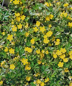 Potentilla Neumanniiana Nana Seeds – 1000 Count – Groundcover Perennial Seeds – Outdoor - Image 1