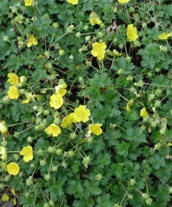 Potentilla Neumanniiana Nana Seeds – 1000 Count – Groundcover Perennial Seeds – Outdoor - Image 2