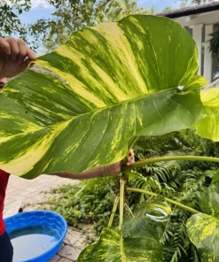 Pothos Aurea Variegated Live Plant - Giant Size Indoor Trailing Plant - Image 6