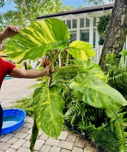 Pothos Aurea Variegated Live Plant - Giant Size Indoor Trailing Plant - Image 8