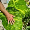 Pothos Aurea Variegated Live Plant - Giant Size Indoor Trailing Plant - Image 1