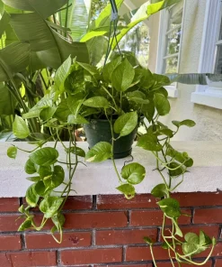 Pothos Aurea Variegated Vines Live Plant - Indoor Trailing Houseplant - Image 2