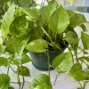 Pothos Aurea Variegated Vines Live Plant - Indoor Trailing Houseplant - Image 1