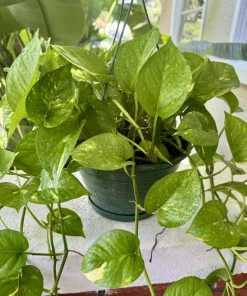 Pothos Aurea Variegated Vines Live Plant - Indoor Trailing Houseplant - Image 1