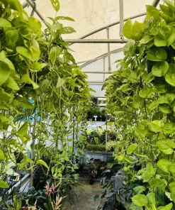 Pothos Basket Big Size - Image 3