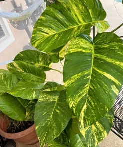 Pothos Giant Variegated Live Plant with Pole, Potted Houseplant - Image 11
