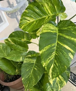 Pothos Giant Variegated Live Plant with Pole, Potted Houseplant - Image 13