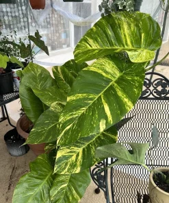 Pothos Giant Variegated Live Plant with Pole, Potted Houseplant - Image 15