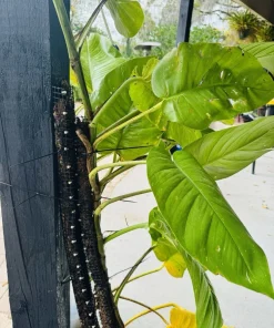 Pothos Giant Variegated Live Plant with Pole, Potted Houseplant - Image 6