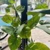 Pothos Giant Variegated Live Plant with Pole, Potted Houseplant - Image 1