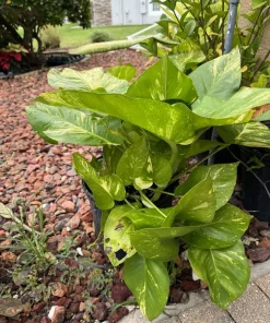 Pothos Giant Variegated Live Plant with Pole, Potted Houseplant - Image 9