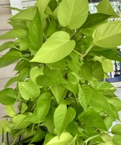 Pothos Lemon Color Live Plant – Easy Care Indoor Houseplant Vine - Image 1