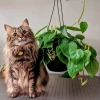 Pothos Live Plant - Easy Care Indoor Houseplant - Trailing Vine - Image 1