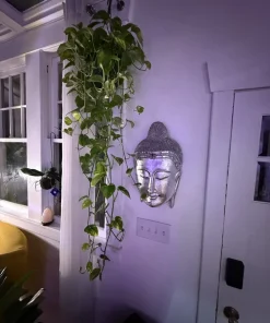 Pothos Live Plant - Easy Care Indoor Houseplant - Trailing Vine - Image 3