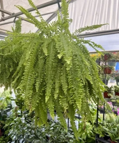 Pothos Live Plant - Easy Care Indoor Houseplant - Trailing Vine - Image 6