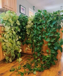 Pothos Live Plant - Easy Care Indoor Houseplant - Trailing Vine - Image 7
