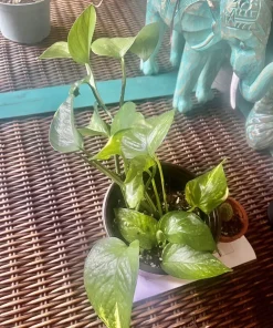Pothos Live Plant – Easy Care Indoor Houseplant Vine – Air Purifying - Image 2