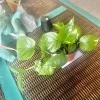 Pothos Live Plant – Easy Care Indoor Houseplant Vine – Air Purifying - Image 1