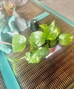Pothos Live Plant – Easy Care Indoor Houseplant Vine – Air Purifying - Image 1