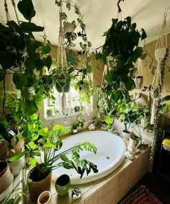 Pothos Live Plant Hanging Basket – Choose Your Variety – Easy Care Indoor Vine - Image 2