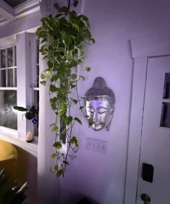 Pothos Live Plant Hanging Basket – Choose Your Variety – Easy Care Indoor Vine - Image 3
