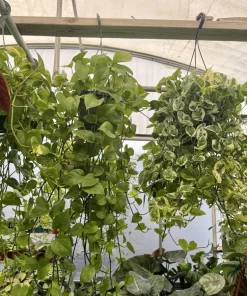 Pothos Live Plant Hanging Basket – Choose Your Variety – Easy Care Indoor Vine - Image 4