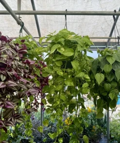 Pothos Live Plant Hanging Basket – Choose Your Variety – Easy Care Indoor Vine - Image 5
