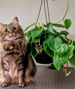 Pothos Live Plant Hanging Basket – Choose Your Variety – Easy Care Indoor Vine - Image 1