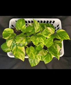 Pothos Live Plant – Indoor Houseplant – Easy Care & Air Purifying - Image 3
