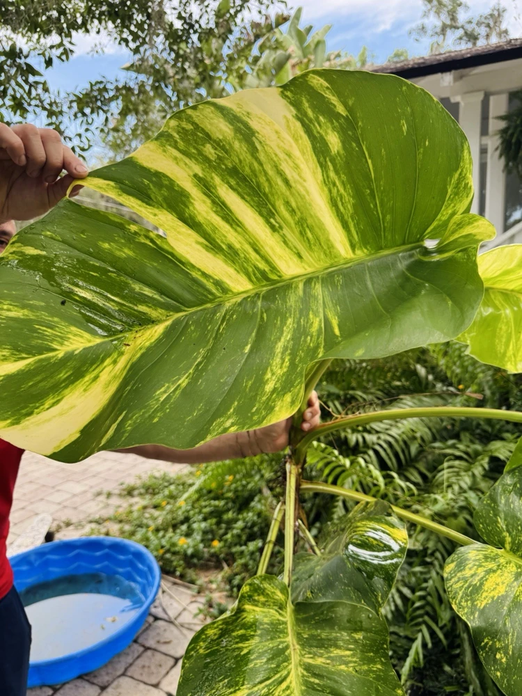 Pothos Live Plant Variegated Giant Size in Pot - Indoor Houseplant - Image 3