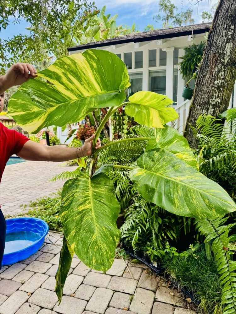 Pothos Live Plant Variegated Giant Size in Pot - Indoor Houseplant - Image 4