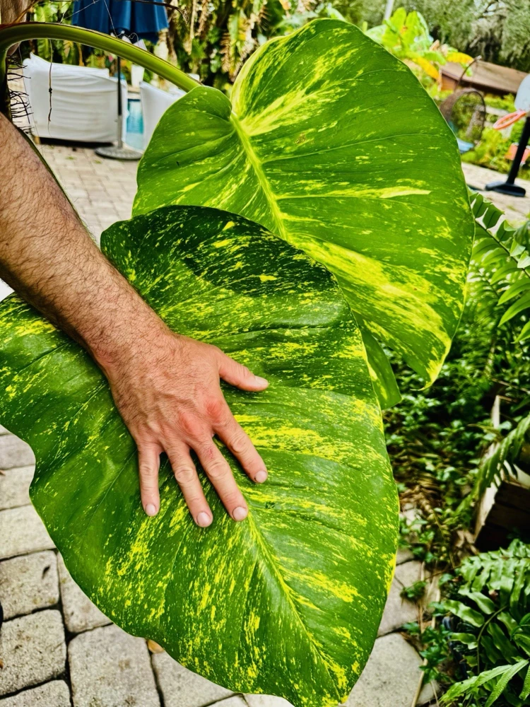 Pothos Live Plant Variegated Giant Size in Pot - Indoor Houseplant - Image 5