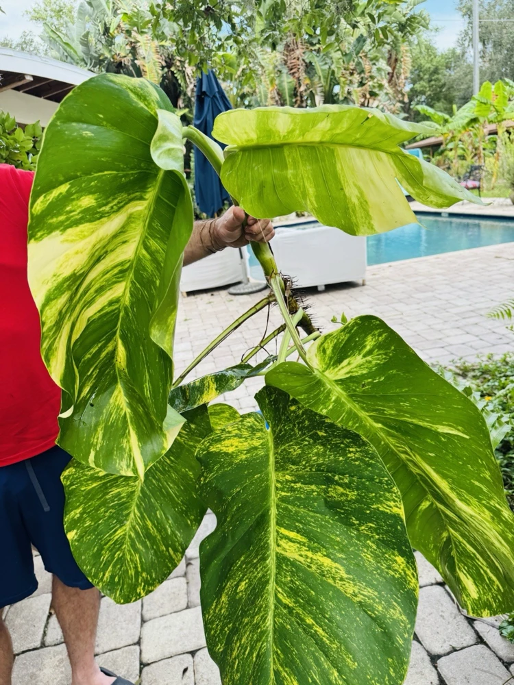 Pothos Live Plant Variegated Giant Size in Pot - Indoor Houseplant - Image 6