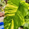 Pothos Live Plant Variegated Giant Size in Pot - Indoor Houseplant - Image 1