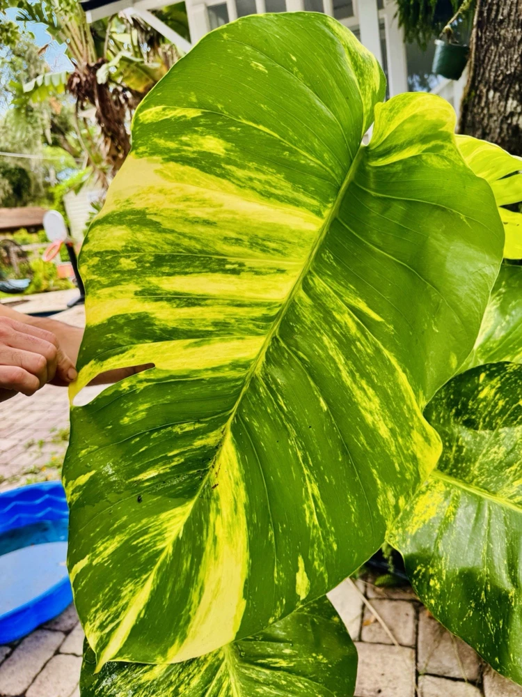 Pothos Live Plant Variegated Giant Size in Pot - Indoor Houseplant - Image 1