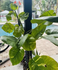 Pothos Live Plant Variegated Giant Size Potted Houseplant - Image 1