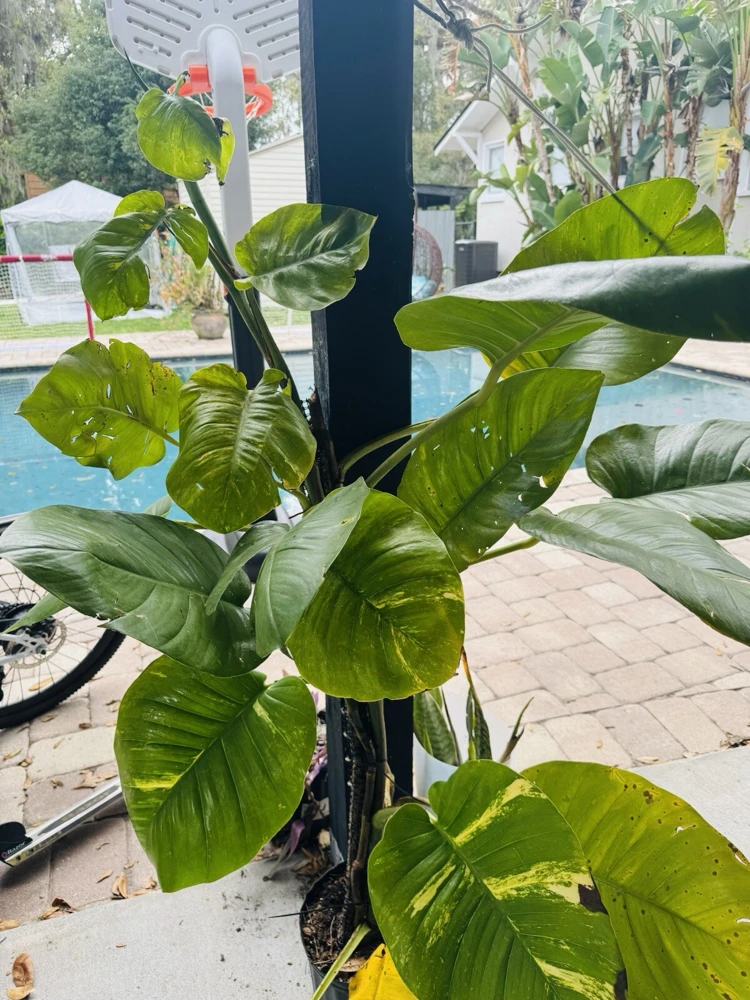 Pothos Live Plant Variegated Giant Size Potted Houseplant - Image 1