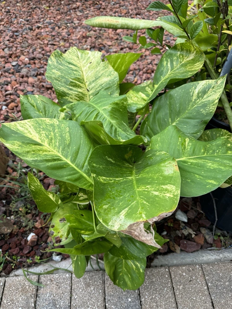 Pothos Live Plant Variegated Giant Size Potted Houseplant - Image 10