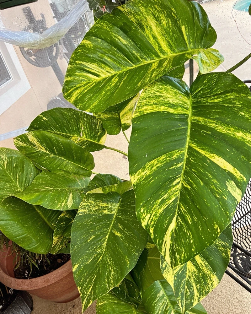 Pothos Live Plant Variegated Giant Size Potted Houseplant - Image 11