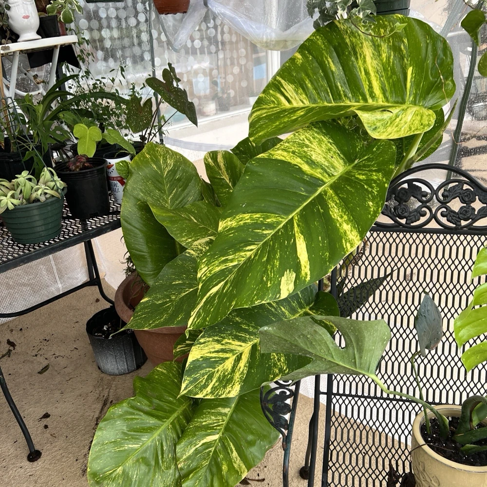 Pothos Live Plant Variegated Giant Size Potted Houseplant - Image 12