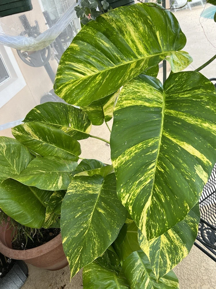 Pothos Live Plant Variegated Giant Size Potted Houseplant - Image 13