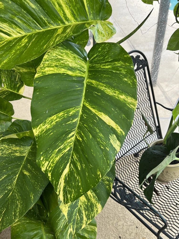 Pothos Live Plant Variegated Giant Size Potted Houseplant - Image 14