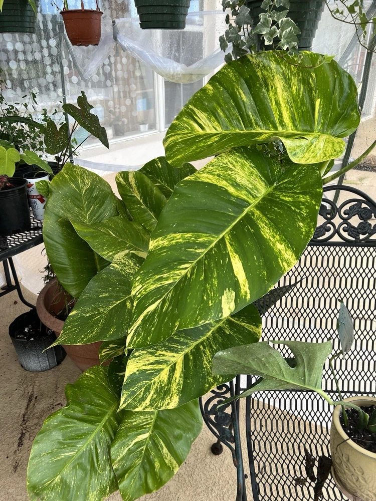 Pothos Live Plant Variegated Giant Size Potted Houseplant - Image 15