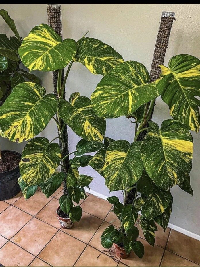 Pothos Live Plant Variegated Giant Size Potted Houseplant - Image 16