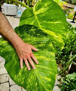 Pothos Live Plant Variegated Giant Size Potted Houseplant - Image 17