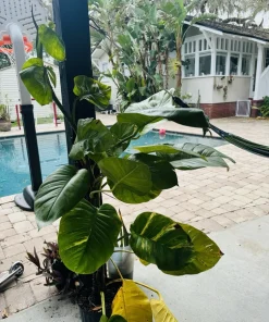 Pothos Live Plant Variegated Giant Size Potted Houseplant - Image 2