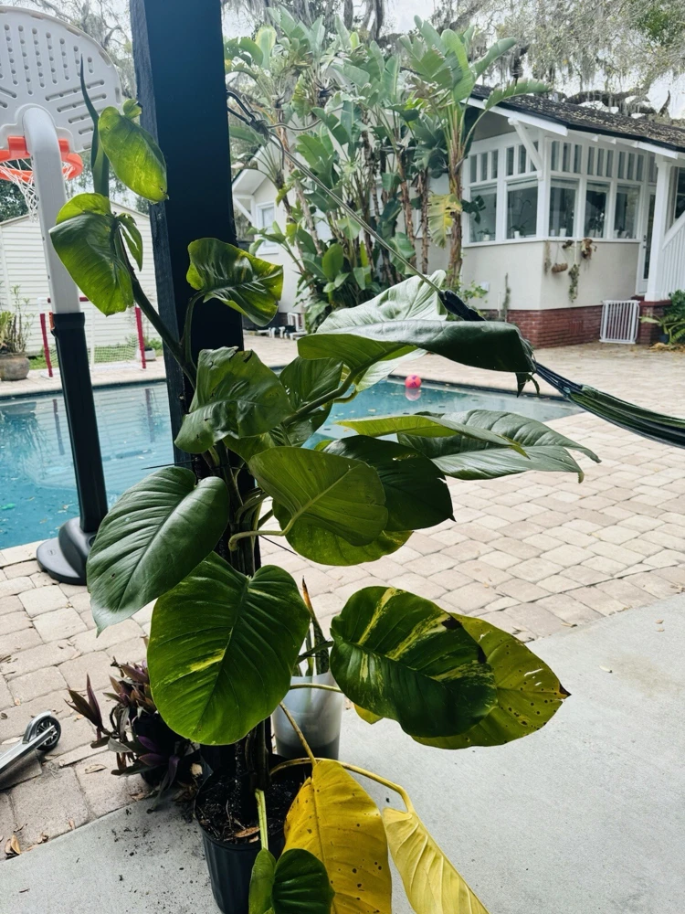 Pothos Live Plant Variegated Giant Size Potted Houseplant - Image 2