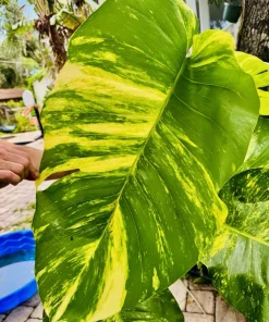 Pothos Live Plant Variegated Giant Size Potted Houseplant - Image 20