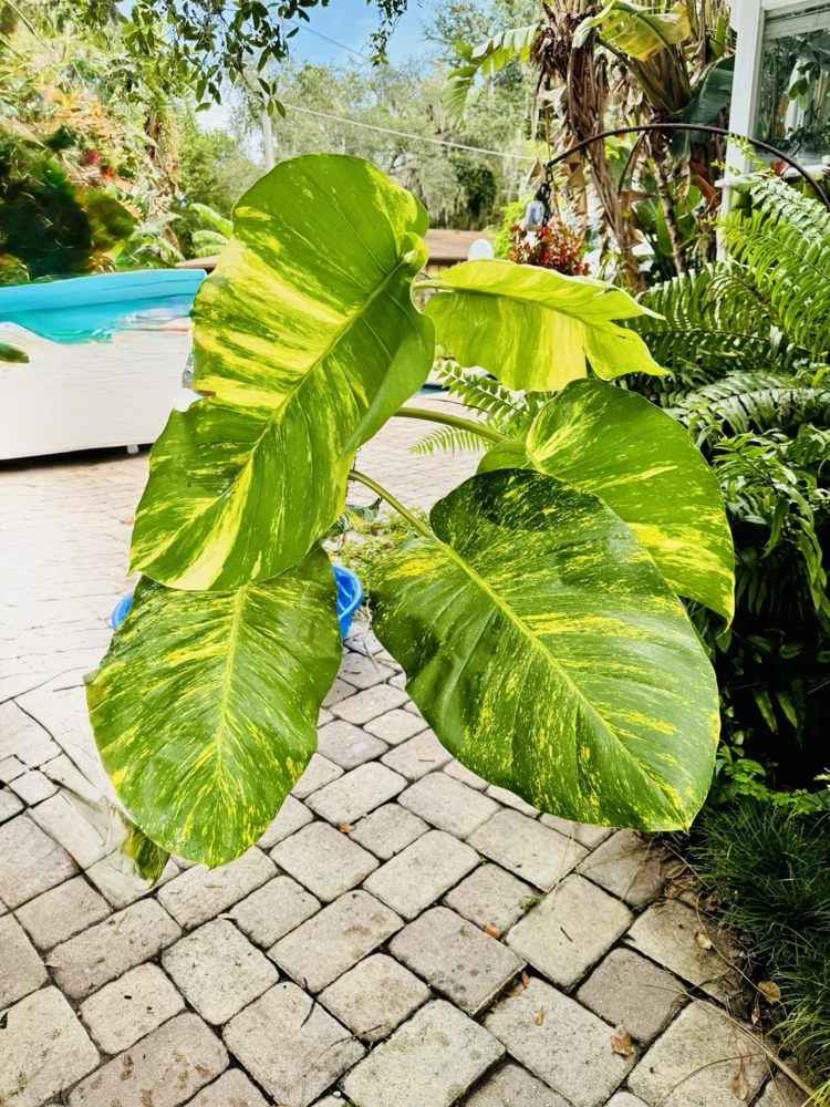 Pothos Live Plant Variegated Giant Size Potted Houseplant - Image 21